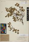 Foto von Salix herbacea L.